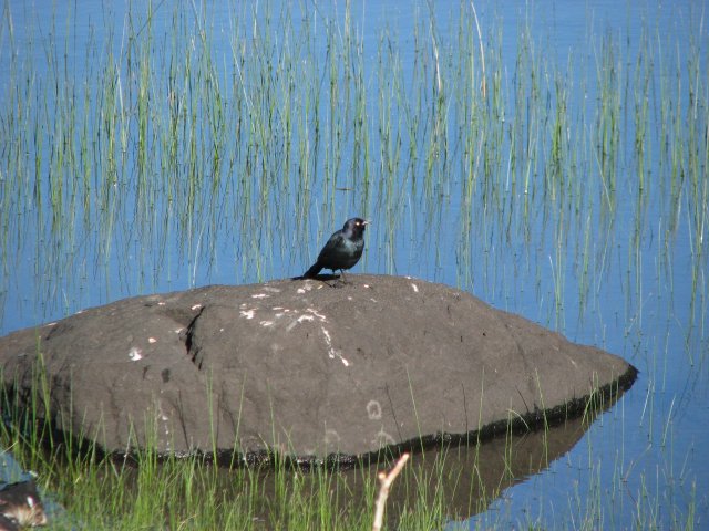 Bird on rock